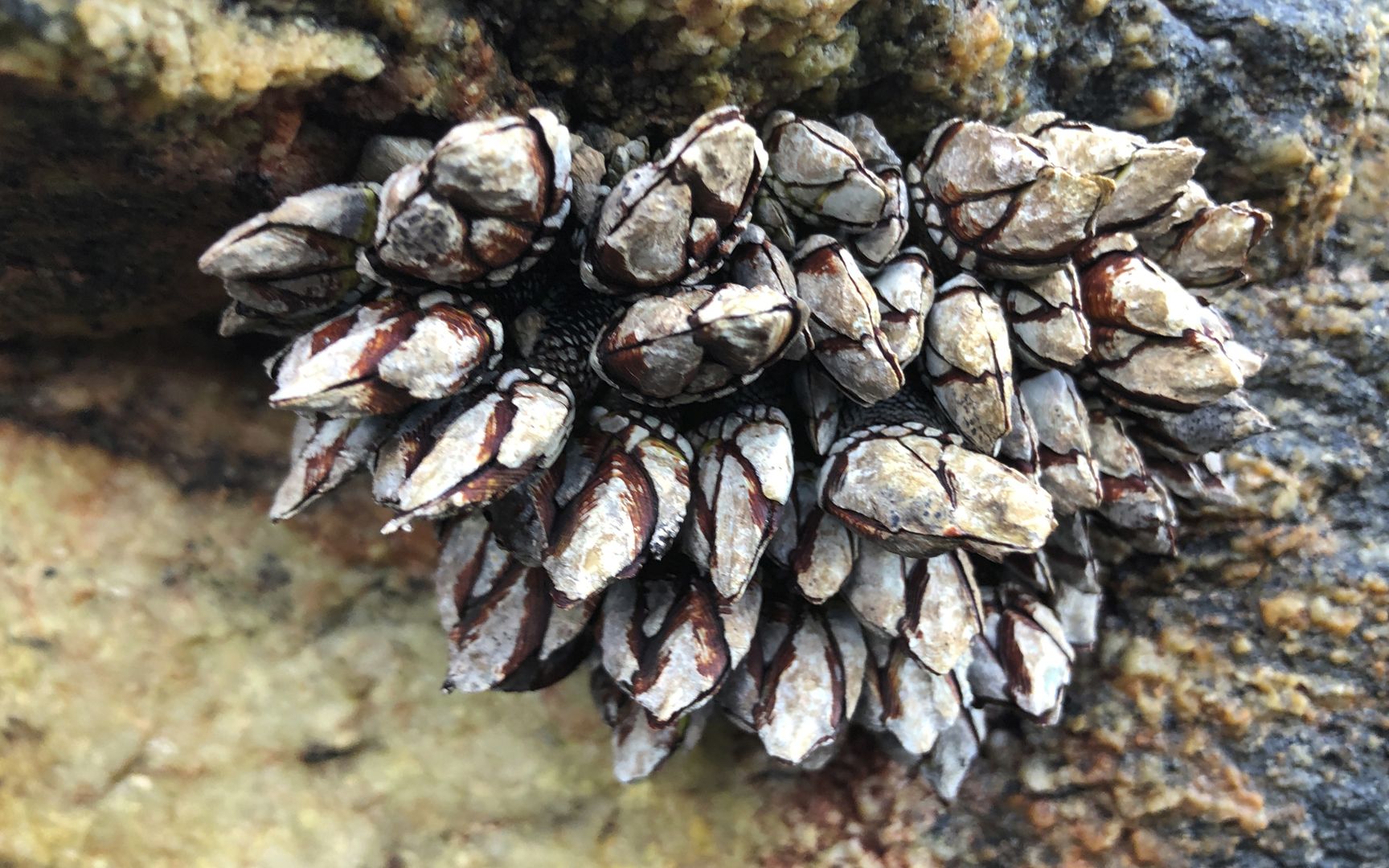 闲牛发现一个赶海宝地,礁石上密密麻麻全是佛手螺,说能拔二百年_哔哩