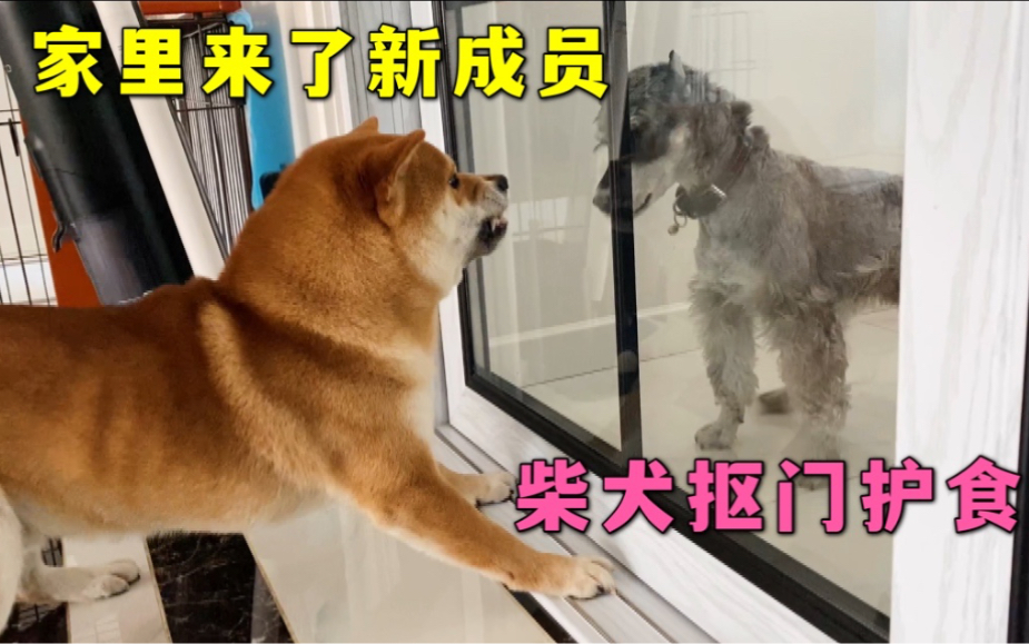 公柴犬李小七对待家里新来的成员,即抠门又护食好像在抢它的领地哔哩哔哩bilibili