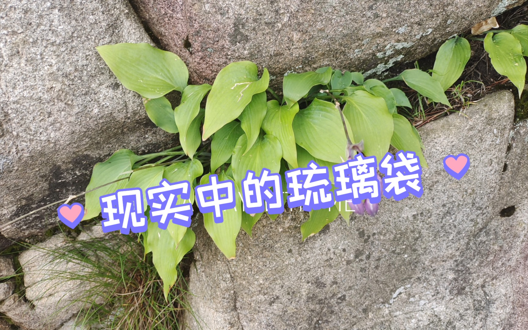 原神:现实中的琉璃袋_哔哩哔哩bilibili_原神_游戏资讯