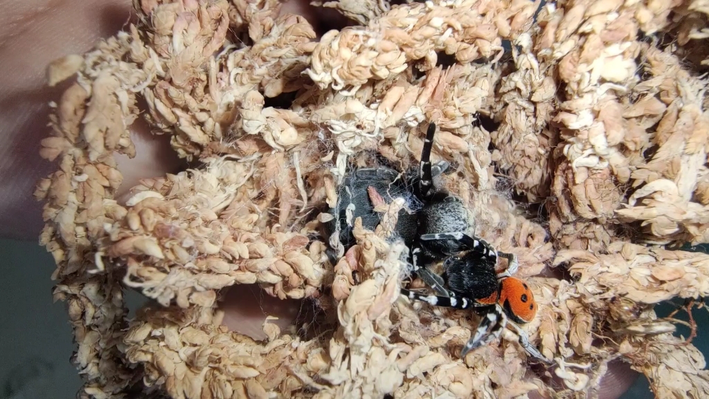 科氏隆头蛛交配