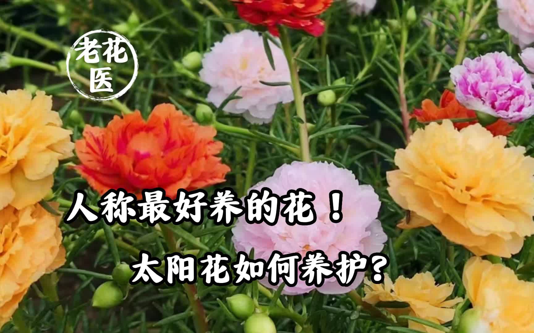 [图]人称最好养的花！太阳花如何养护？