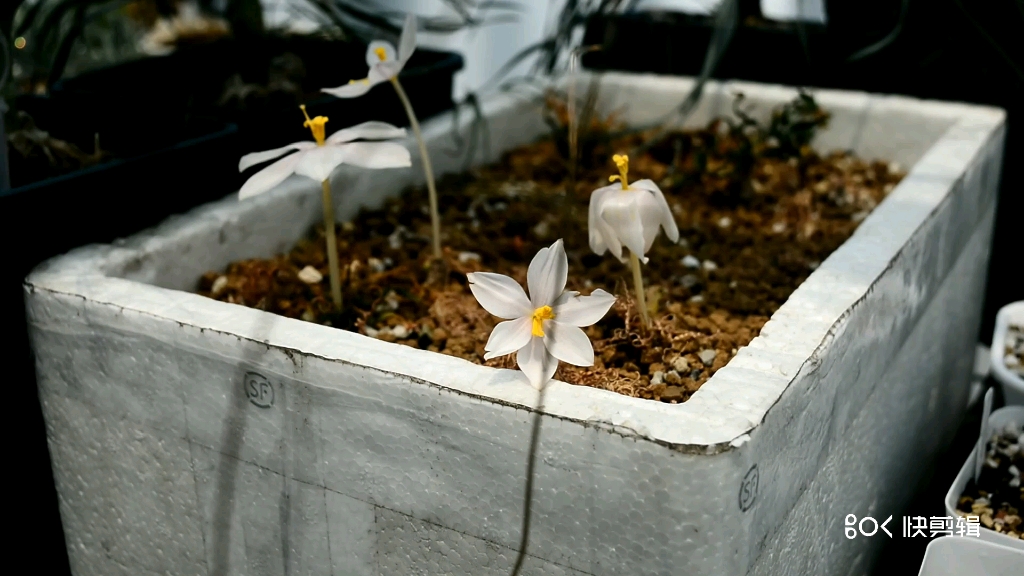g属蚊香弹簧草开花授粉