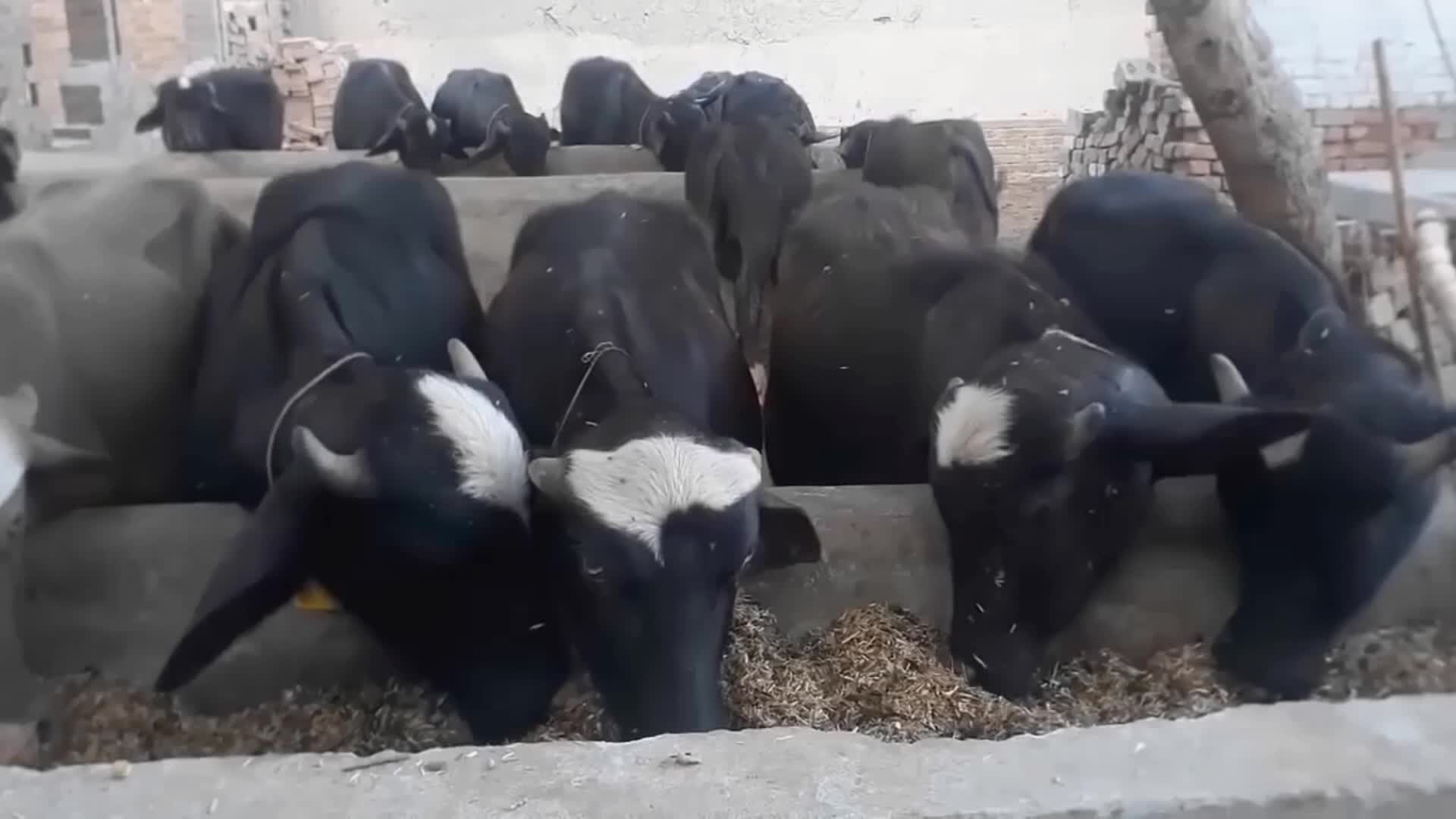 牛催肥秘方,肉牛养殖户必须学会的育肥各阶段配料方法,不能只知道喂精料!哔哩哔哩bilibili