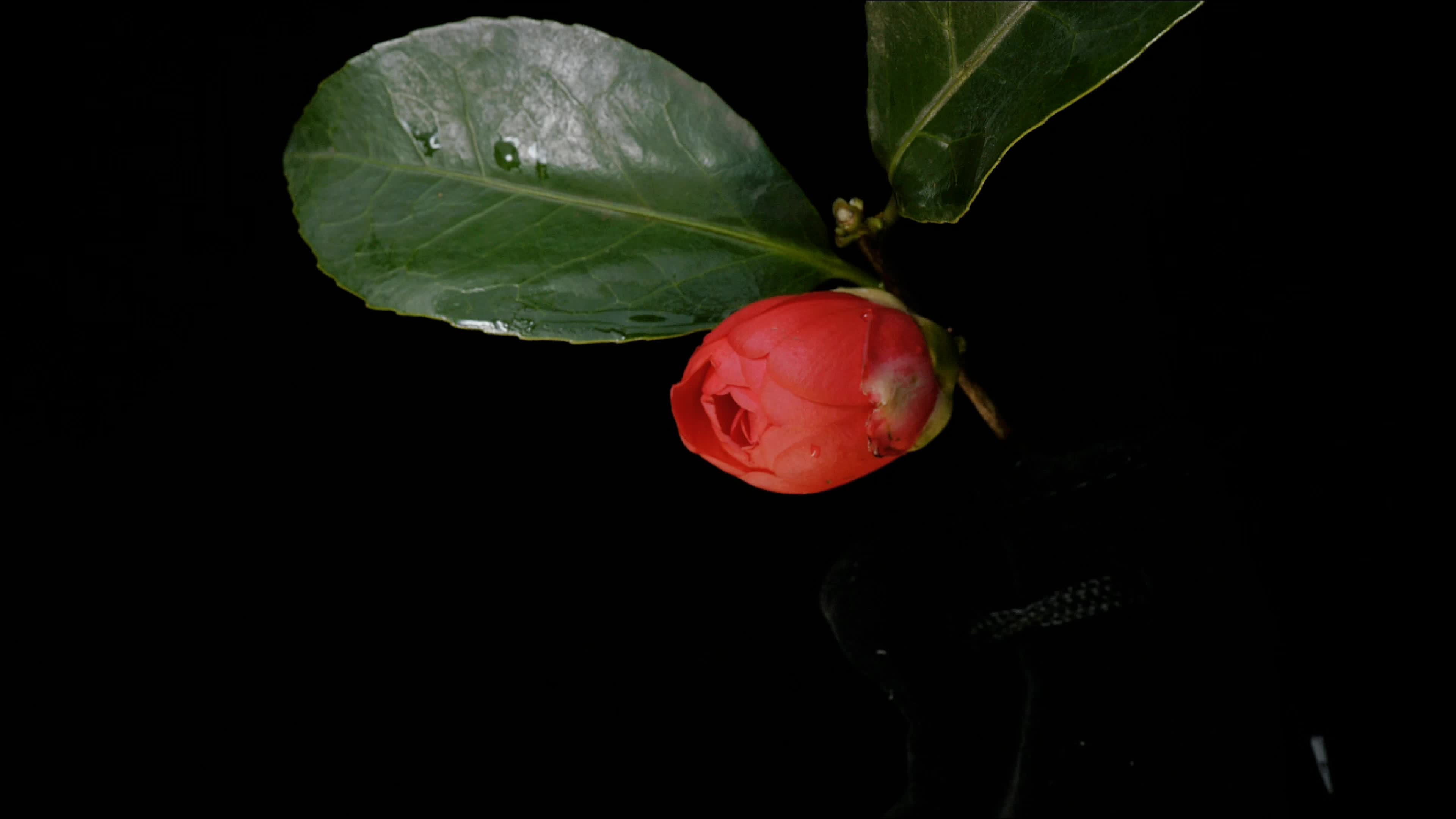 【原创】【延时摄影】【茶花合辑第一辑】 今日立春,让你一次茶花看个够哔哩哔哩bilibili