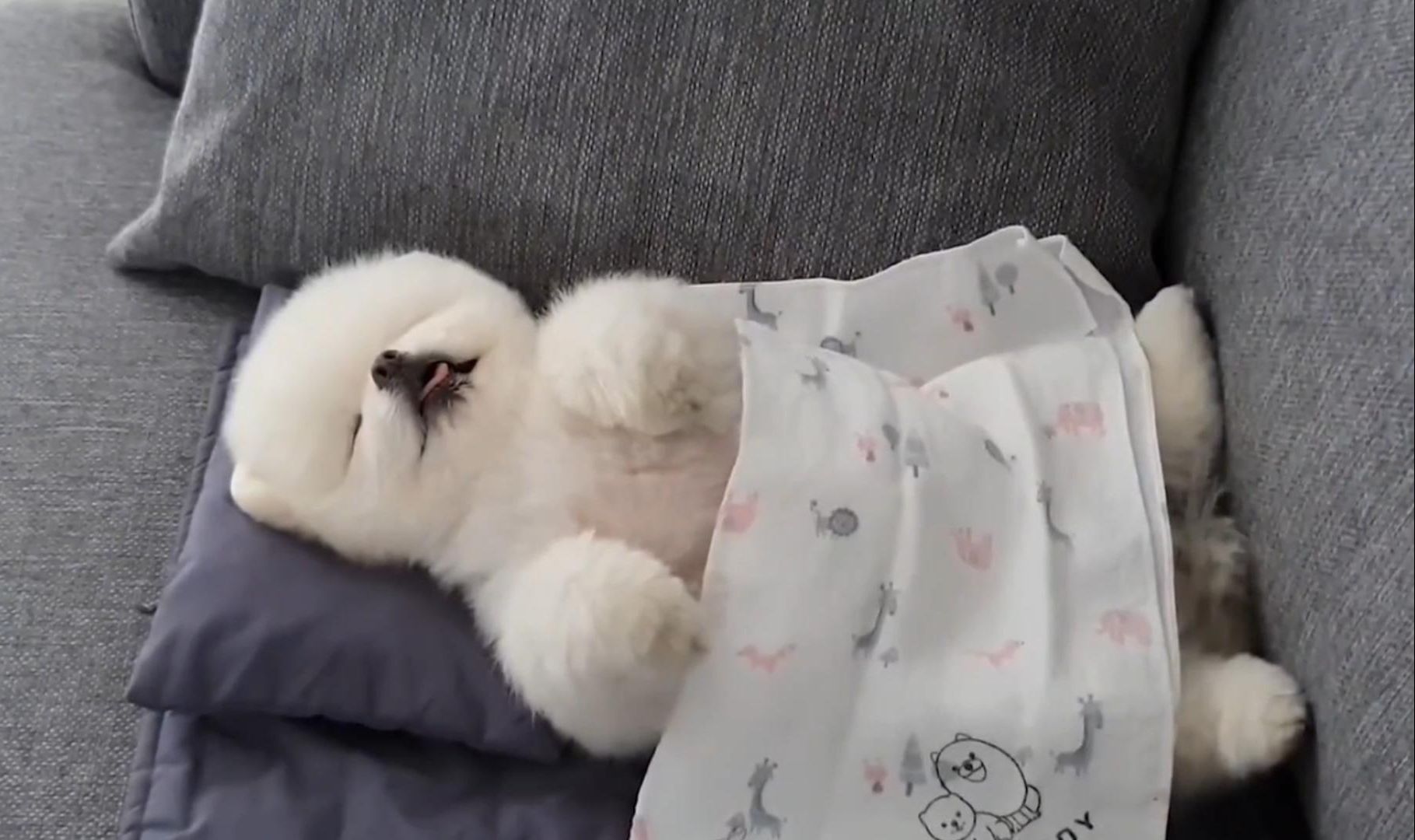 狗狗总是学人盖被子睡觉,当主人把它吵醒后,狗狗的反应笑死人了