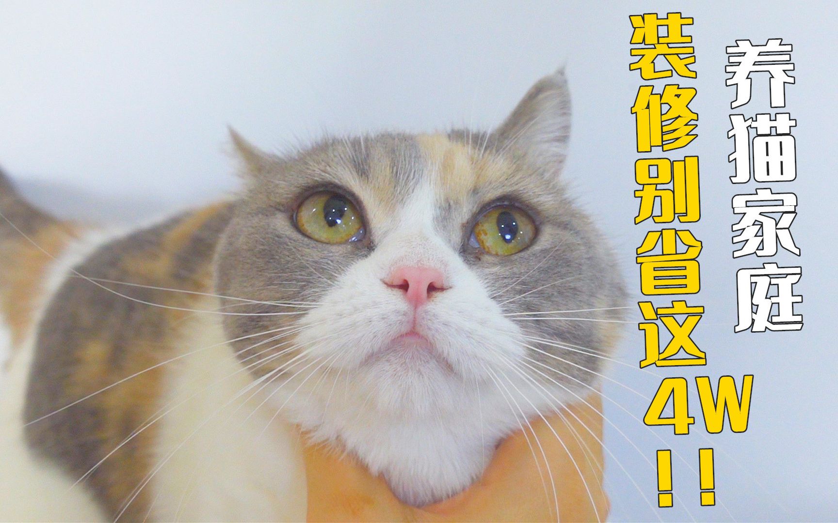 新房装修这4万不能省,特别是养猫家庭,会要猫命!-萌猫宝哥哥-萌猫宝哥哥-哔哩哔哩视频