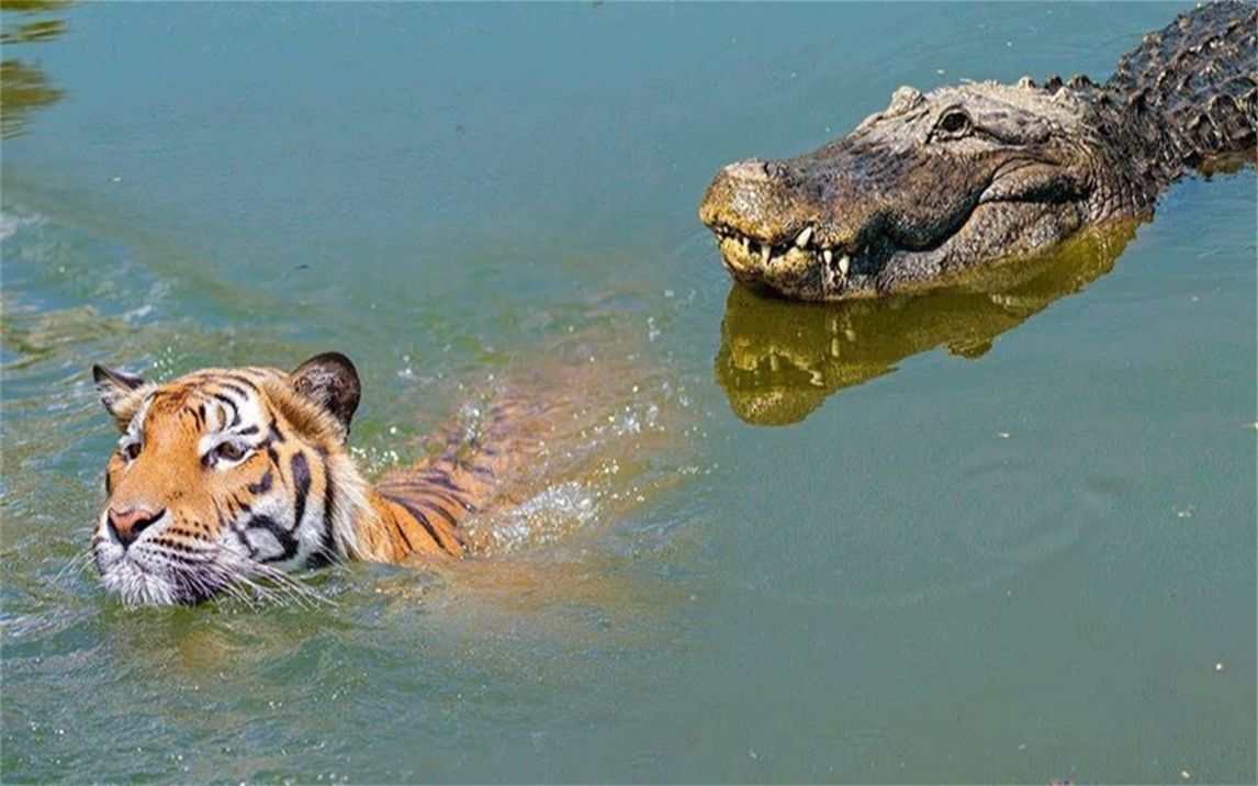 老虎捕食鳄鱼图片