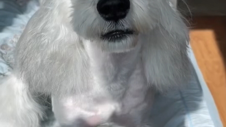 银色雪纳瑞太神奇了,所有的毛孩子都是需要搭理收拾的,只要用心,就会