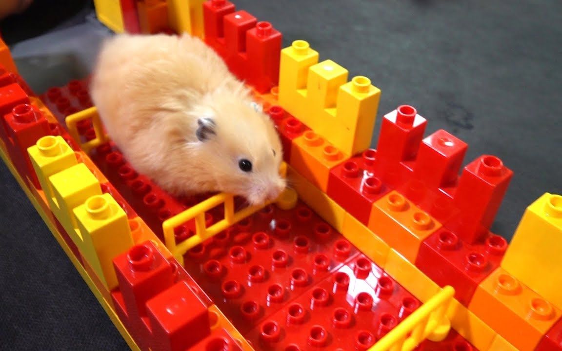 仓鼠历险记乐高障碍赛迷宫挑战仓鼠表现的非常精彩