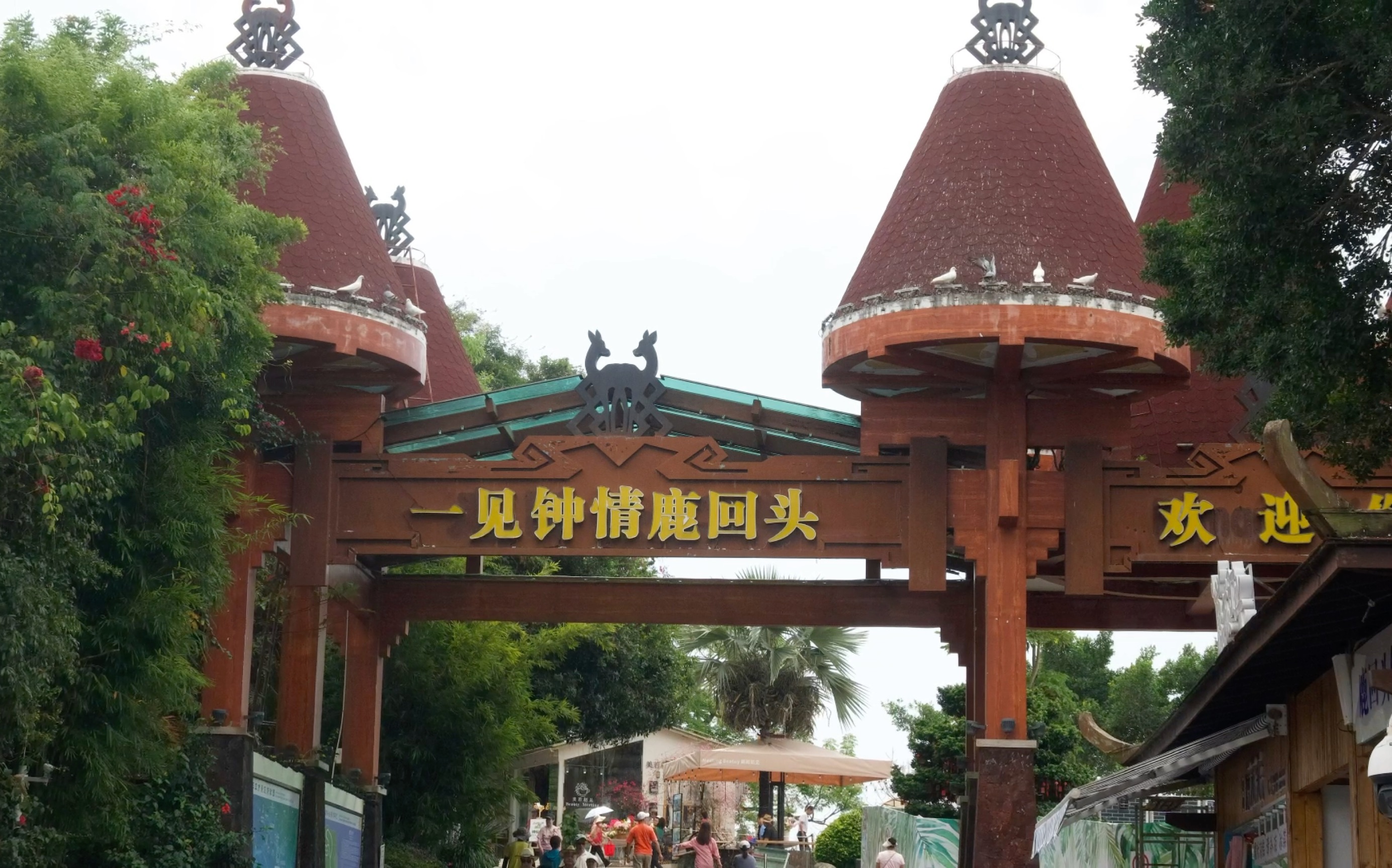 尼康z30海南鹿回头(三月份存货)