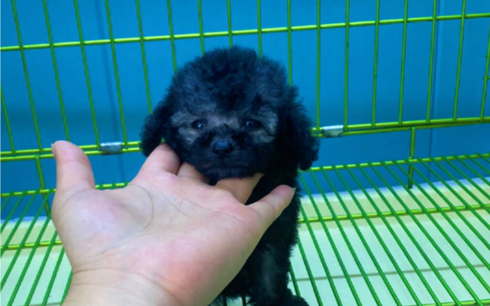 高品质小体灰泰迪