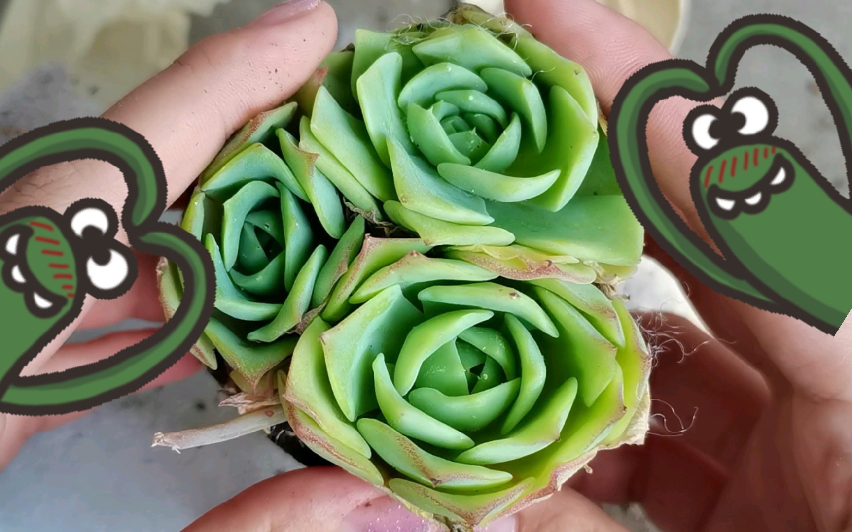 【多肉/开箱】薅羊毛薅到了翡翠塔