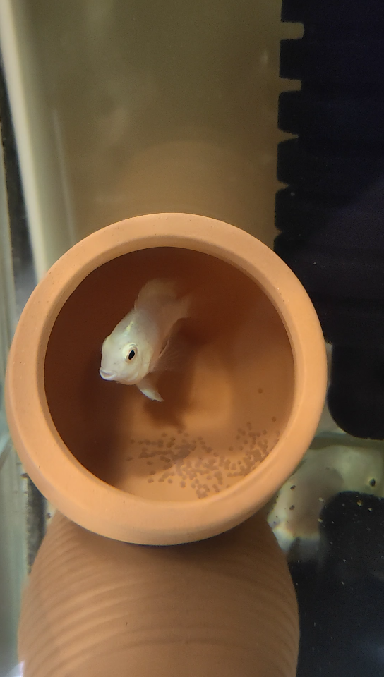 白金迷你鹦鹉产卵记录_哔哩哔哩_bilibili