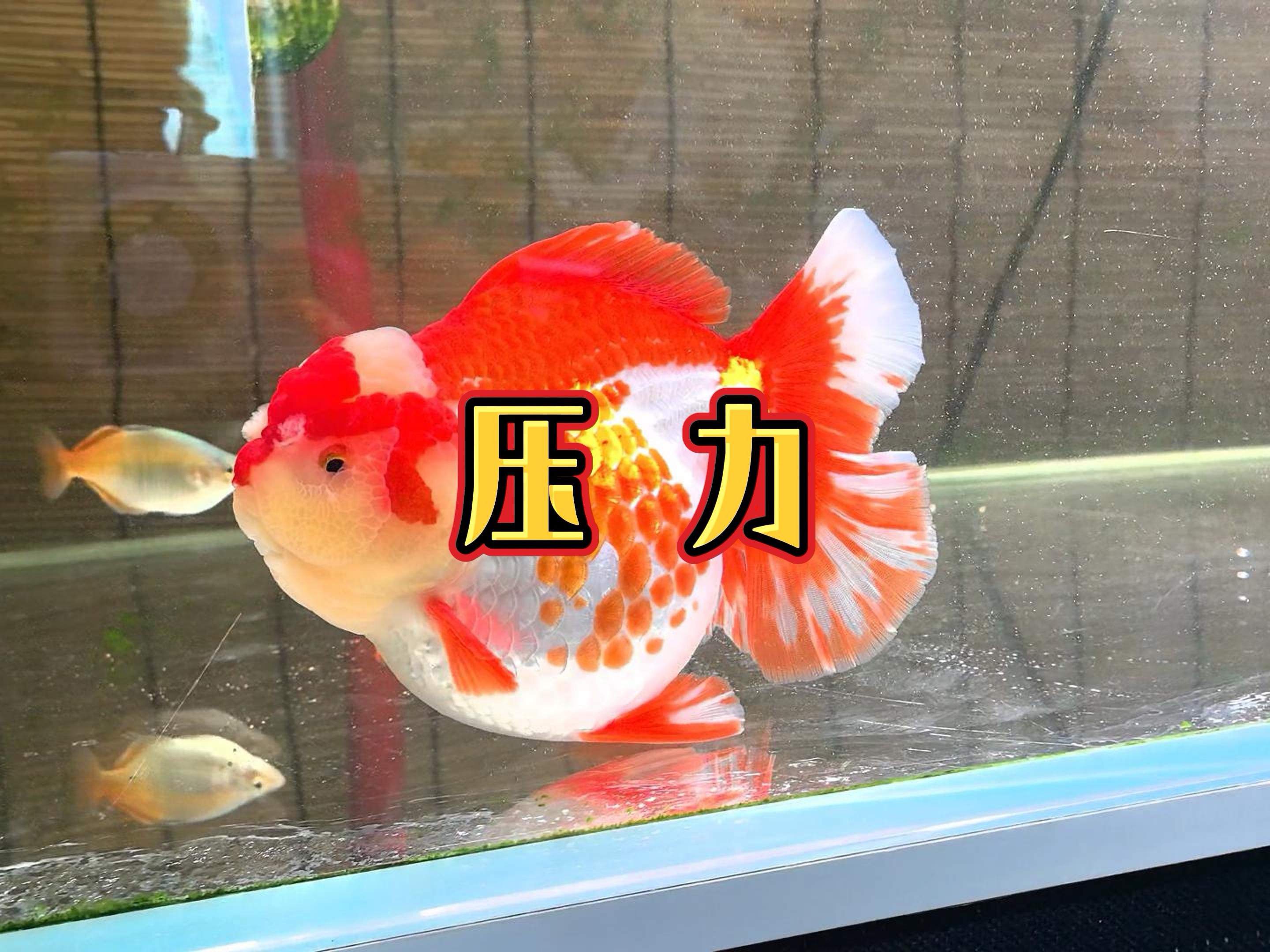 养鱼挣钱吗(网箱养鱼挣钱吗)