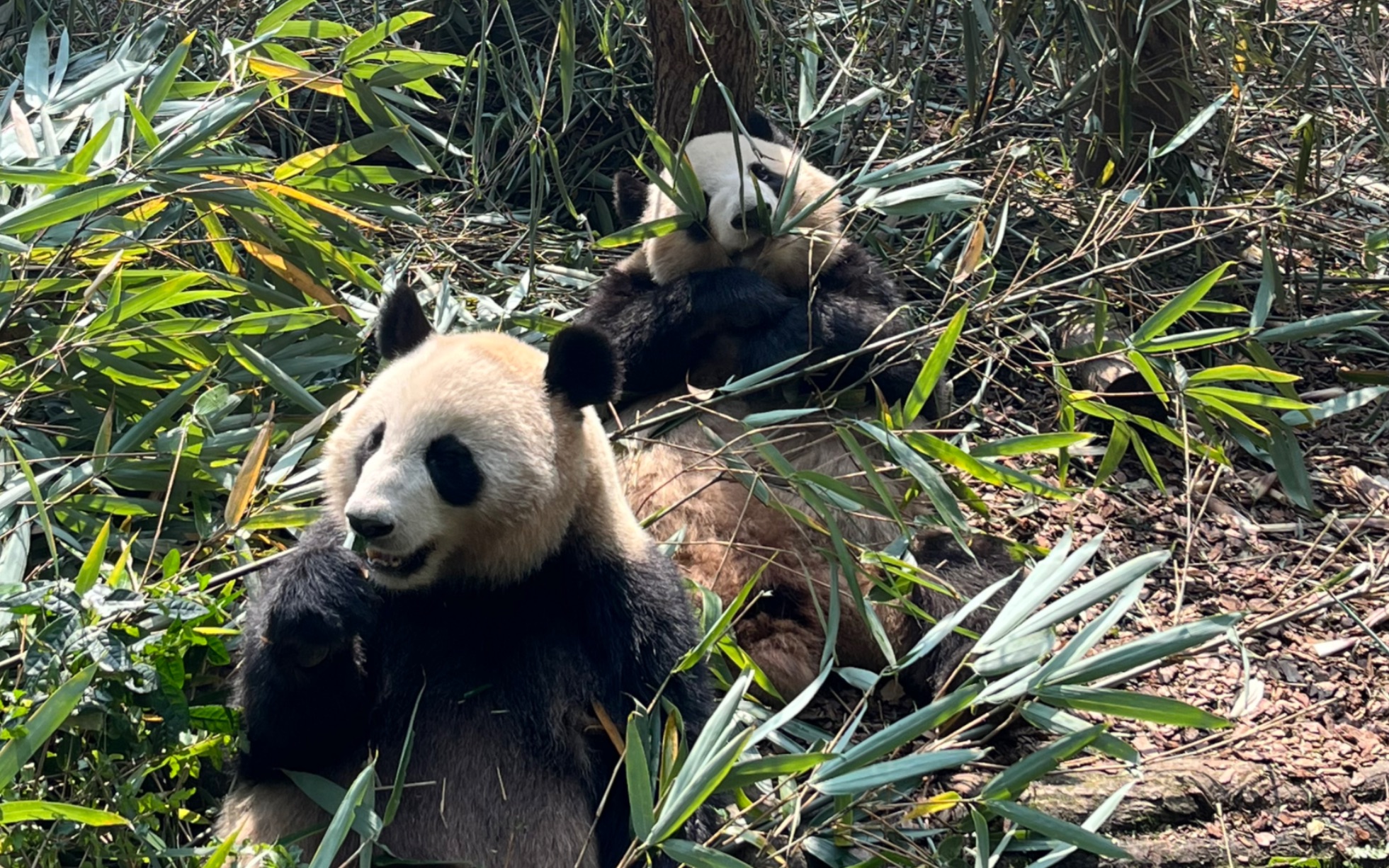 231021熊猫谷～中午都在睡觉,奶爸扔了竹子,成浪先吃上了,一会儿又