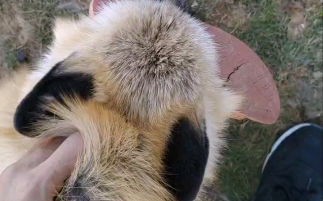 臭狐狸偷我奶奶拖孩被我抓到