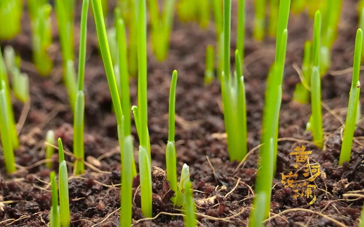 【黄河流域农耕文明诞生于狗尾巴草】