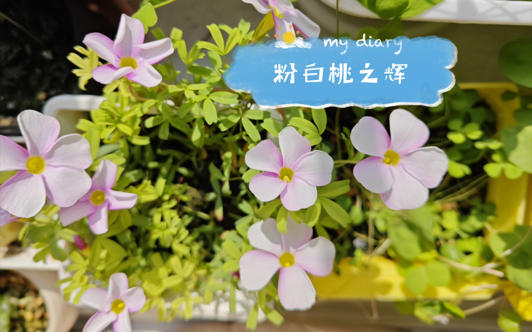 【酢浆草】粉白桃之辉开花啦,经典品种