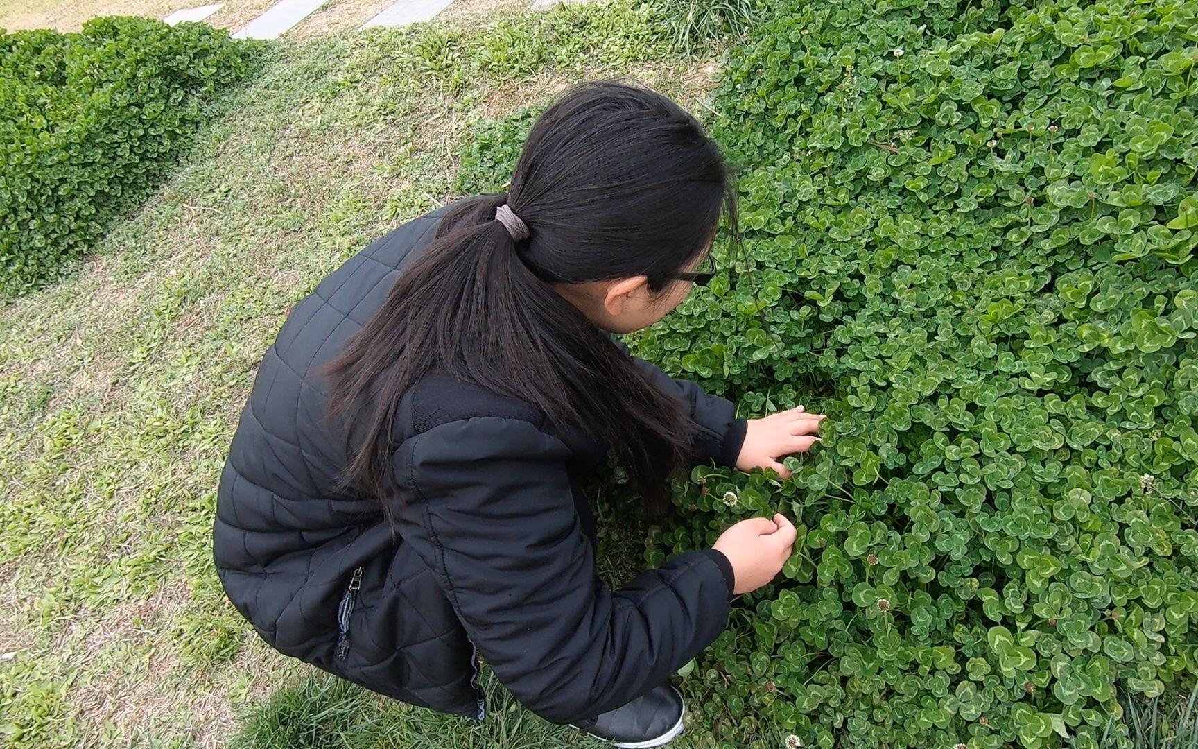 田间无杂草用好全是宝，野草“三叶草”用途真不少，花语使人着迷