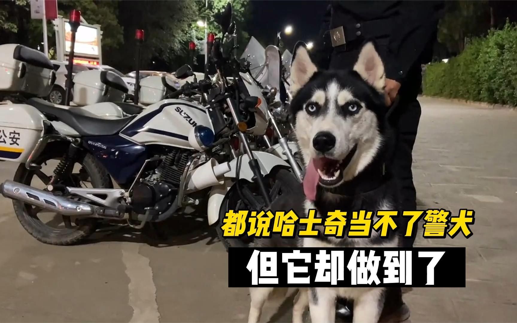 哈士奇警犬不拆,凭借一狗之力差点考上编制,号称警圈最混狗子