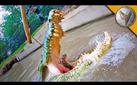 【狼叔野外探险】喂食疯狂的鳄鱼