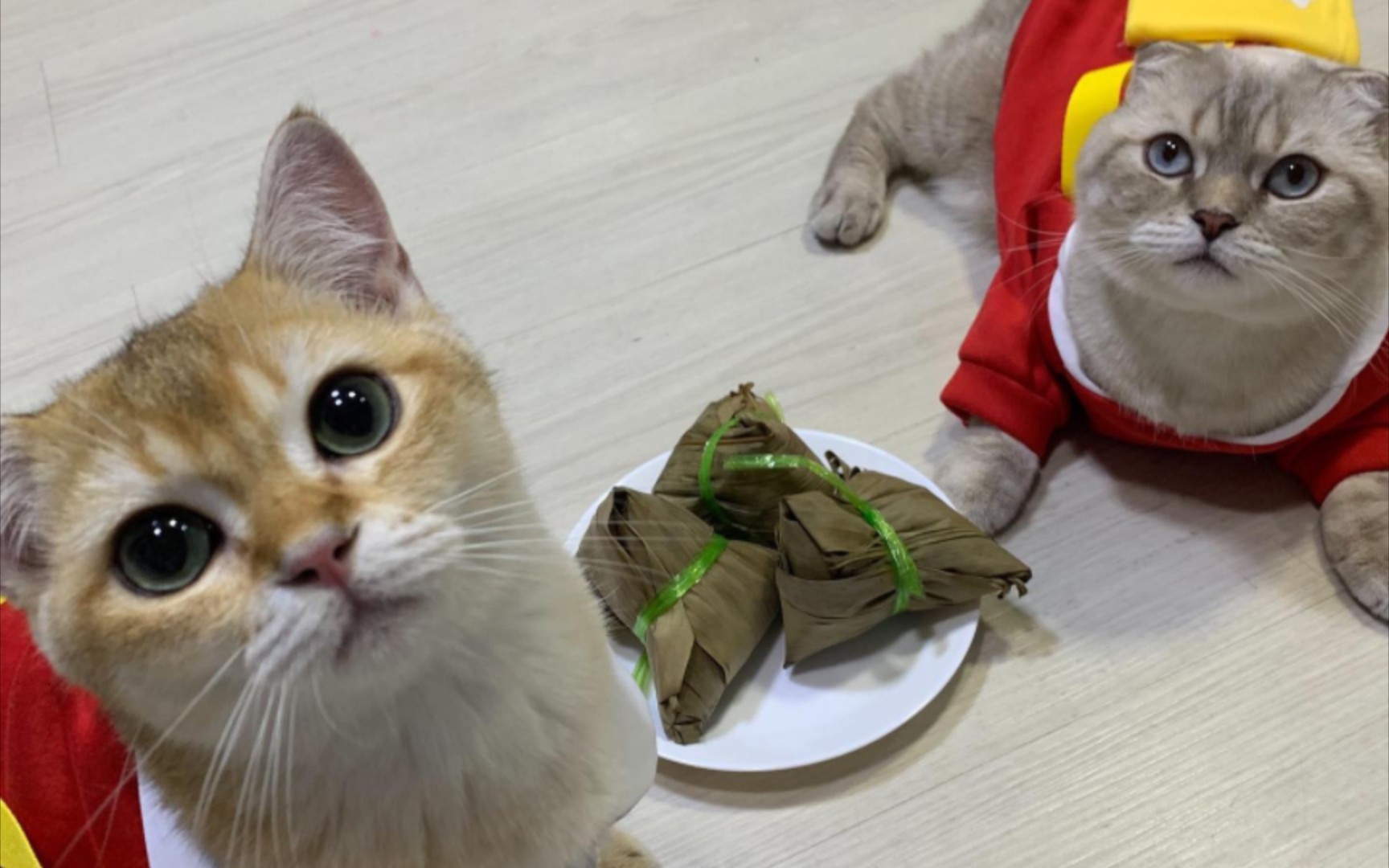 小猫咪只需要一个球球就可以玩得很开心啦