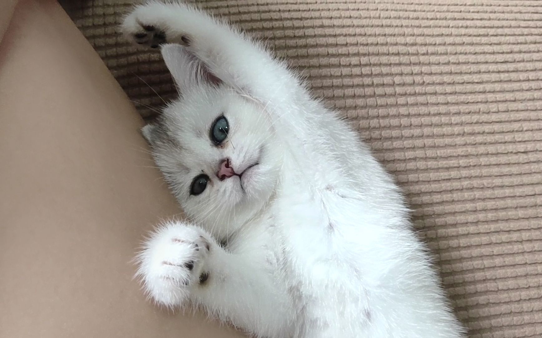 【银渐层】点击就看小奶猫在线撒娇