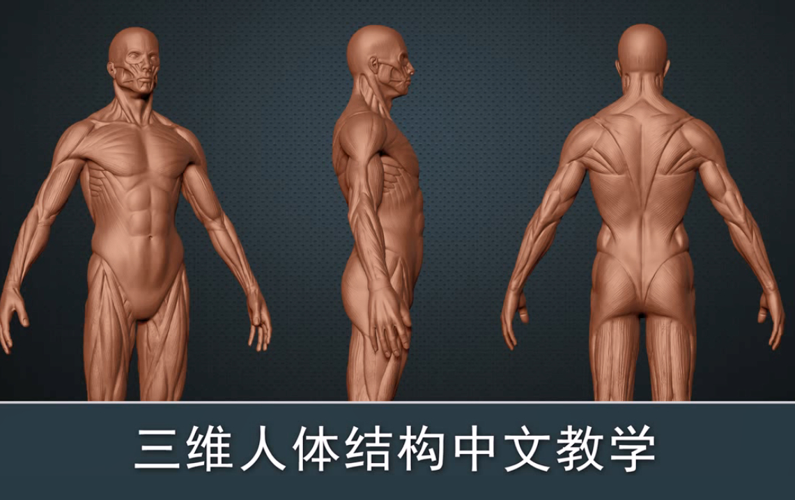 自费3w买来的zbrush人体肌肉结构视频教程【中文解说】超级硬核!