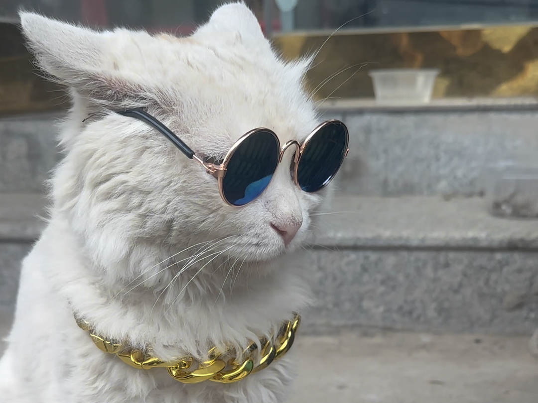 猫老大:年轻人不要放肆,没啥用.