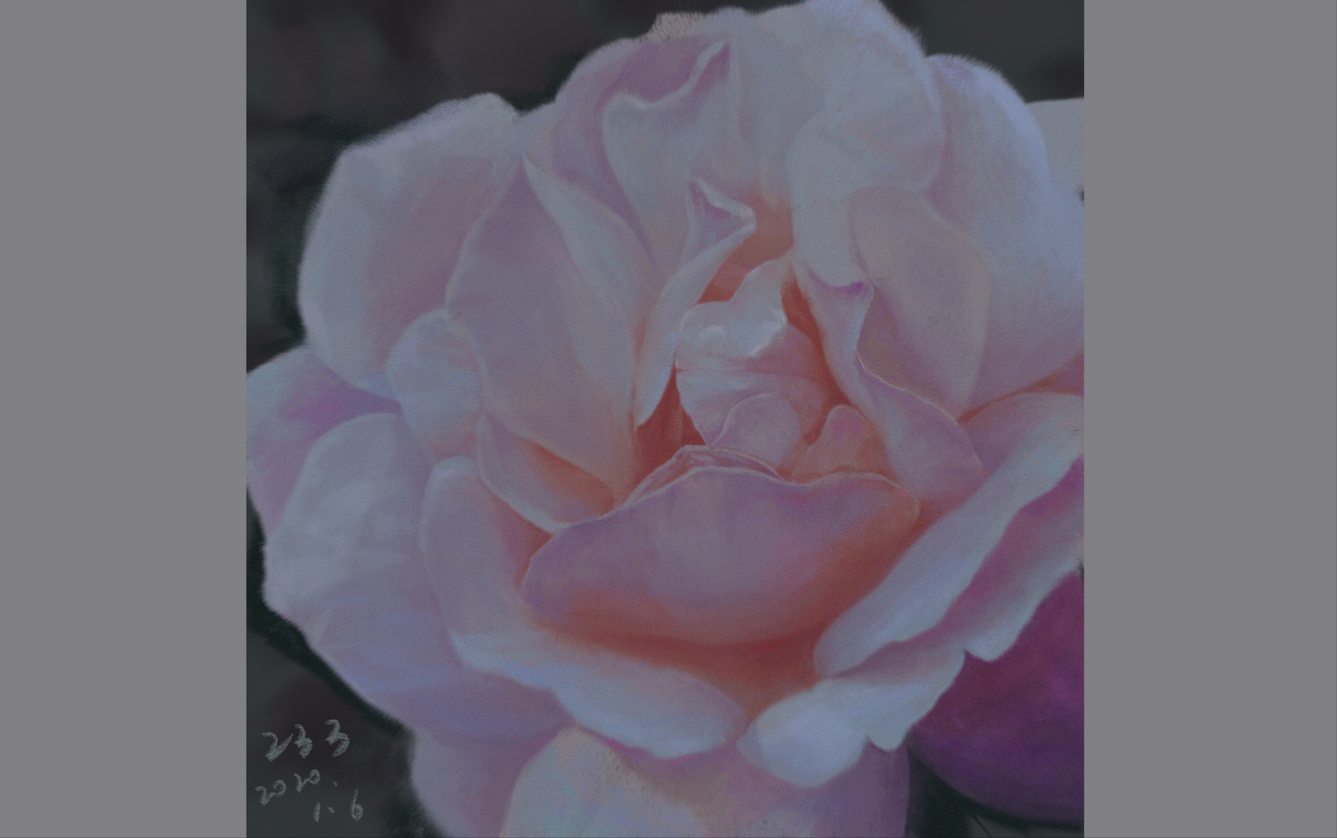 【procreate】厚涂一朵花_哔哩哔哩_bilibili