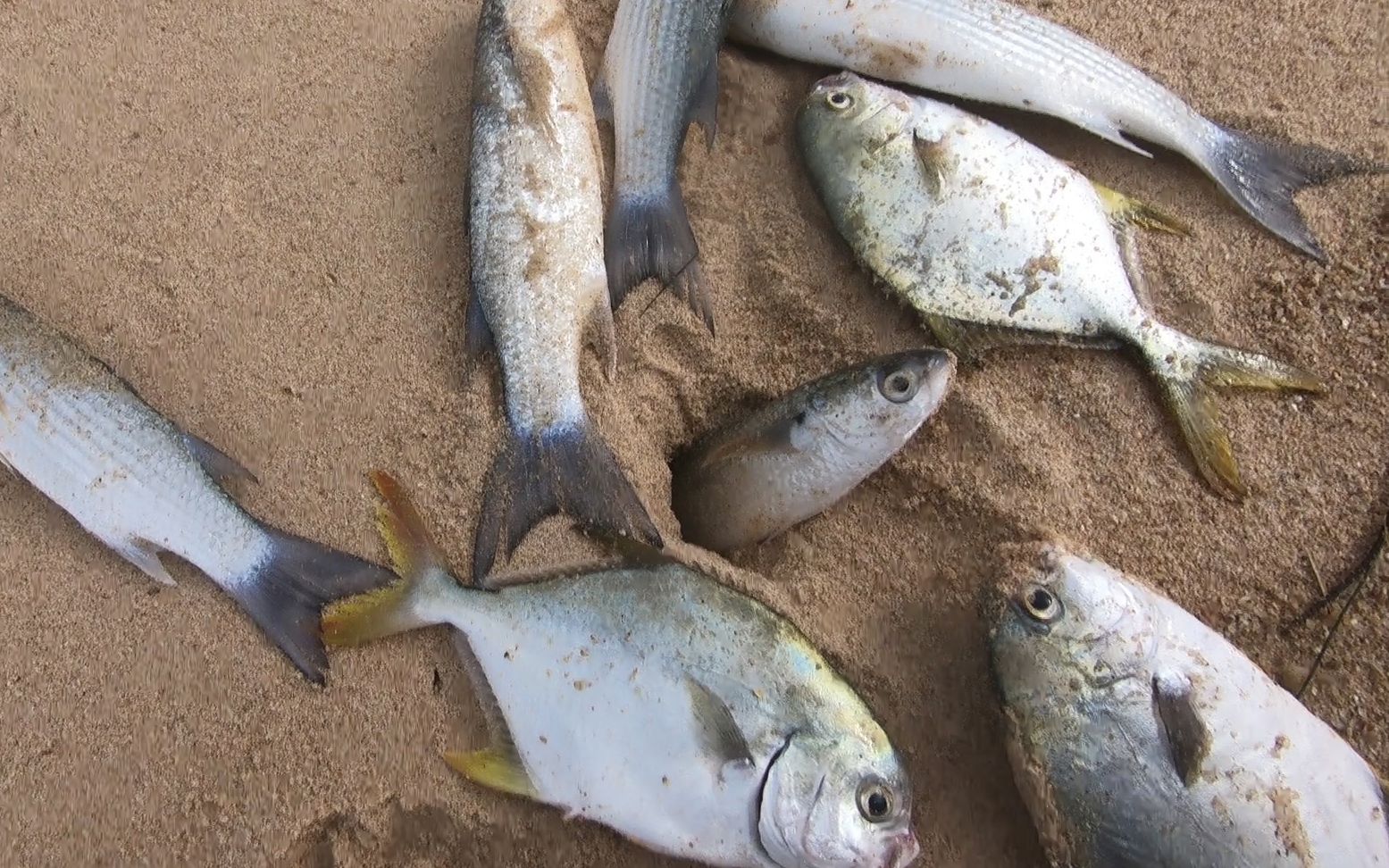 台风后沙滩遍地是海鱼,阿波下水赶海专挑大的捡,太刺激了