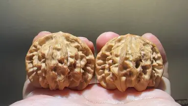 龙门涧核桃-哔哩哔哩_Bilibili