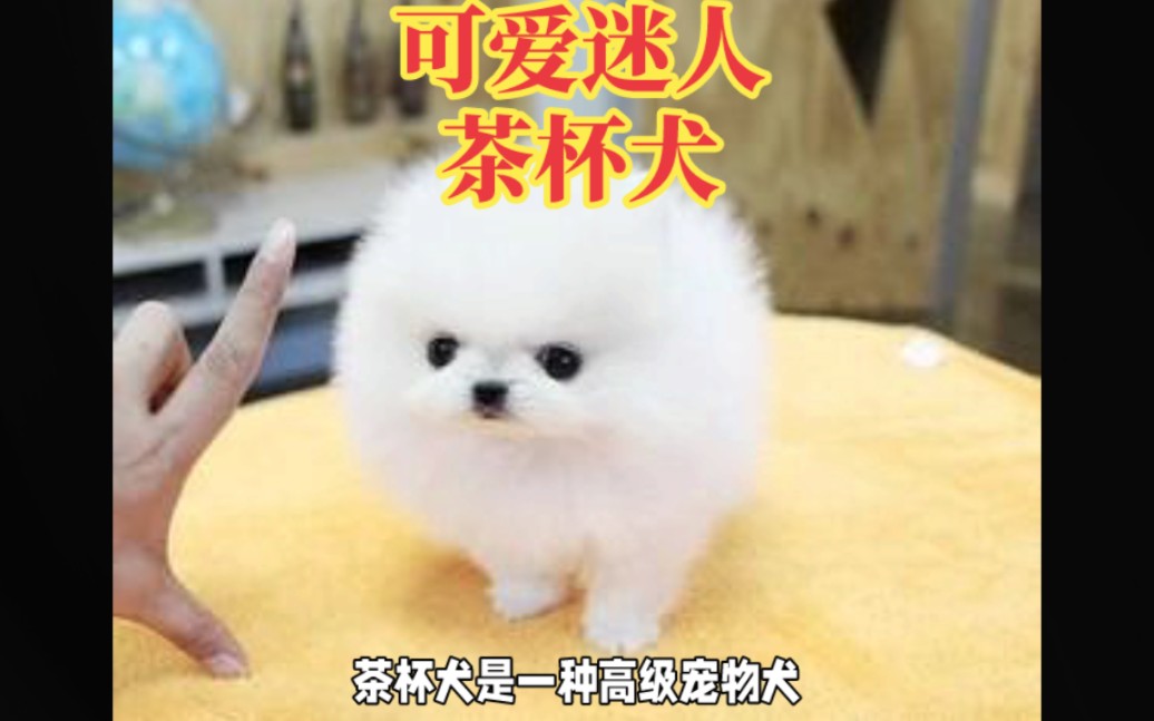 茶杯犬:小巧可爱的宠物犬哔哩哔哩bilibili