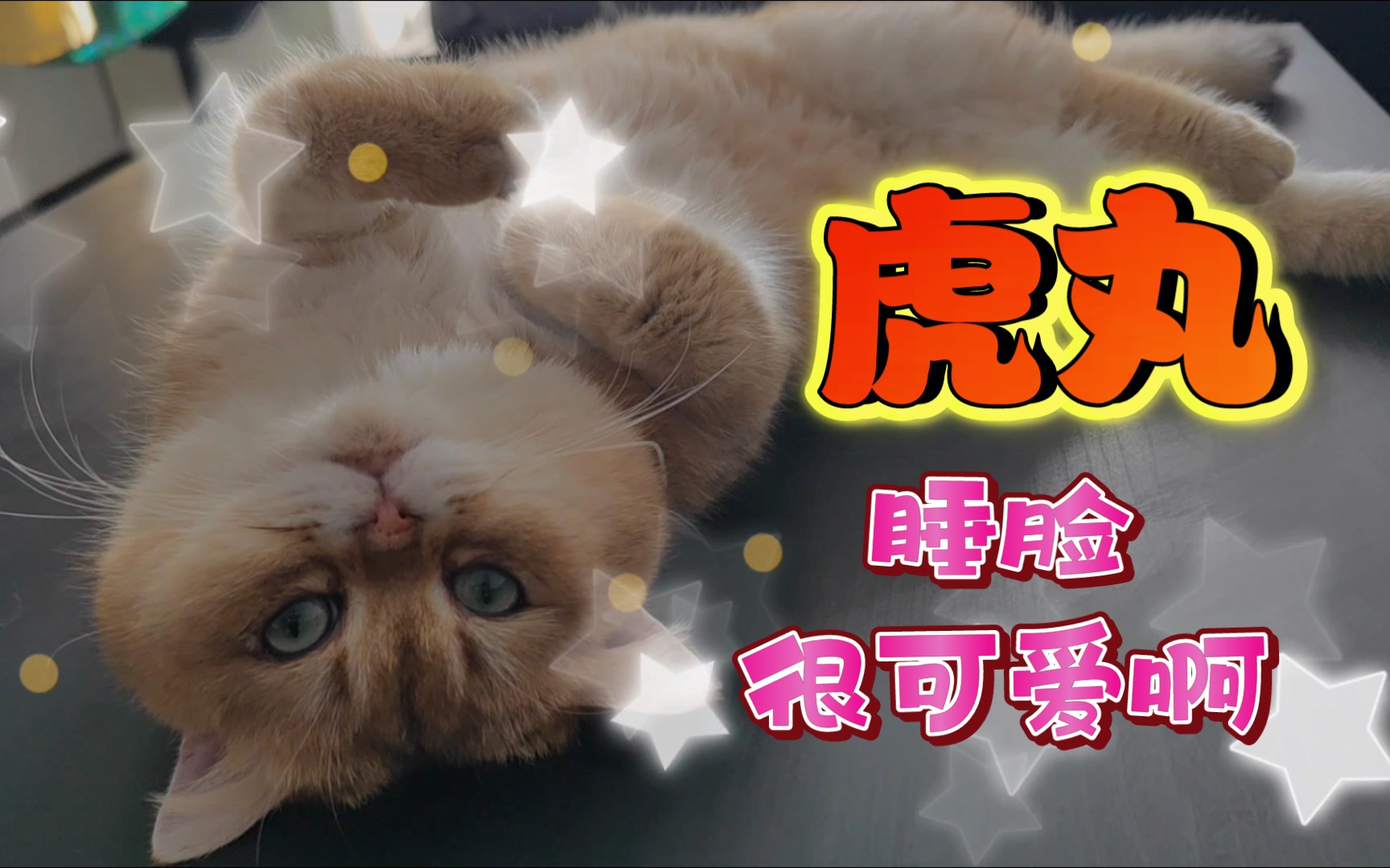 【金渐层猫】 虎丸的睡脸很可爱啊! (虎丸的猫猫日常#133)哔哩哔哩bilibili