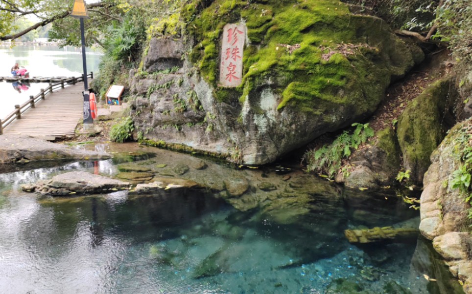 能听懂掌声的泉水 能听懂鼓掌的珍珠泉 开心到冒泡