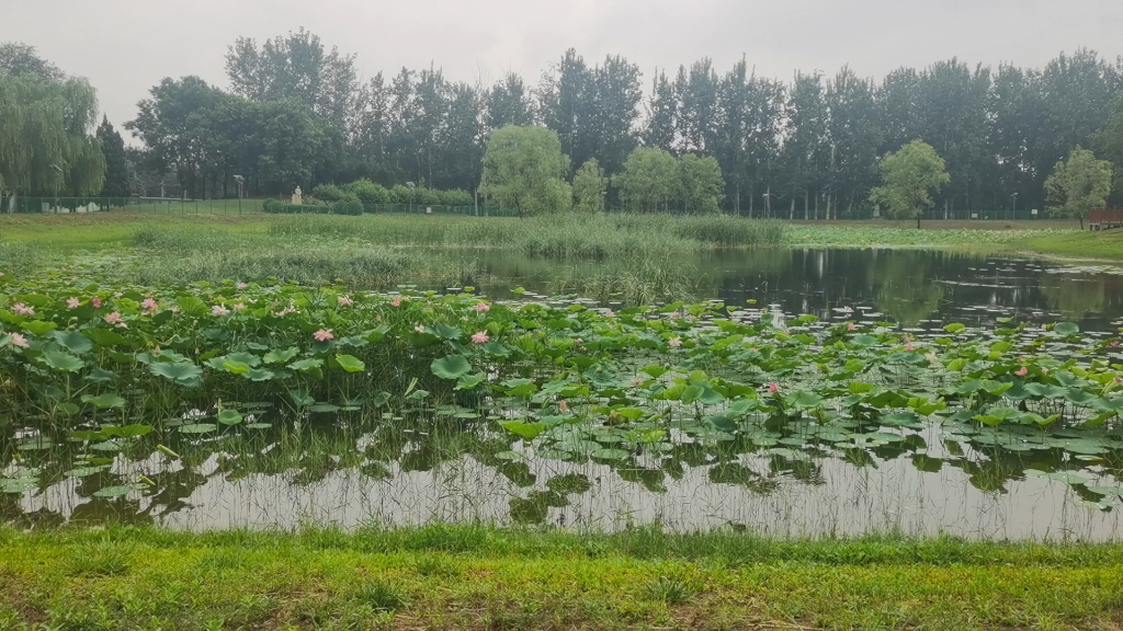 [图]夏季雨后的池塘|原声原速|记录大自然