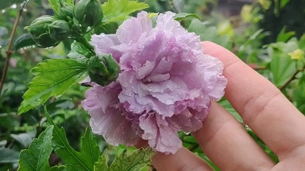 [图]经年许多事，多少花朵烟雨中！愿每个人的生活里，都有鲜花盛开