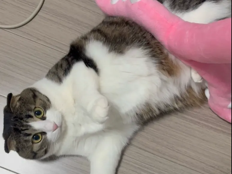 风浪越大嘬越贵_哔哩哔哩_bilibili