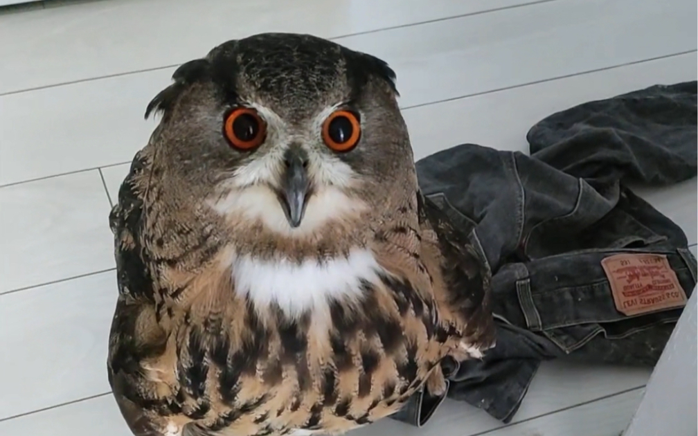 猫头鹰这是准备拉着睡觉的垫子晒一晒吗?好搞笑