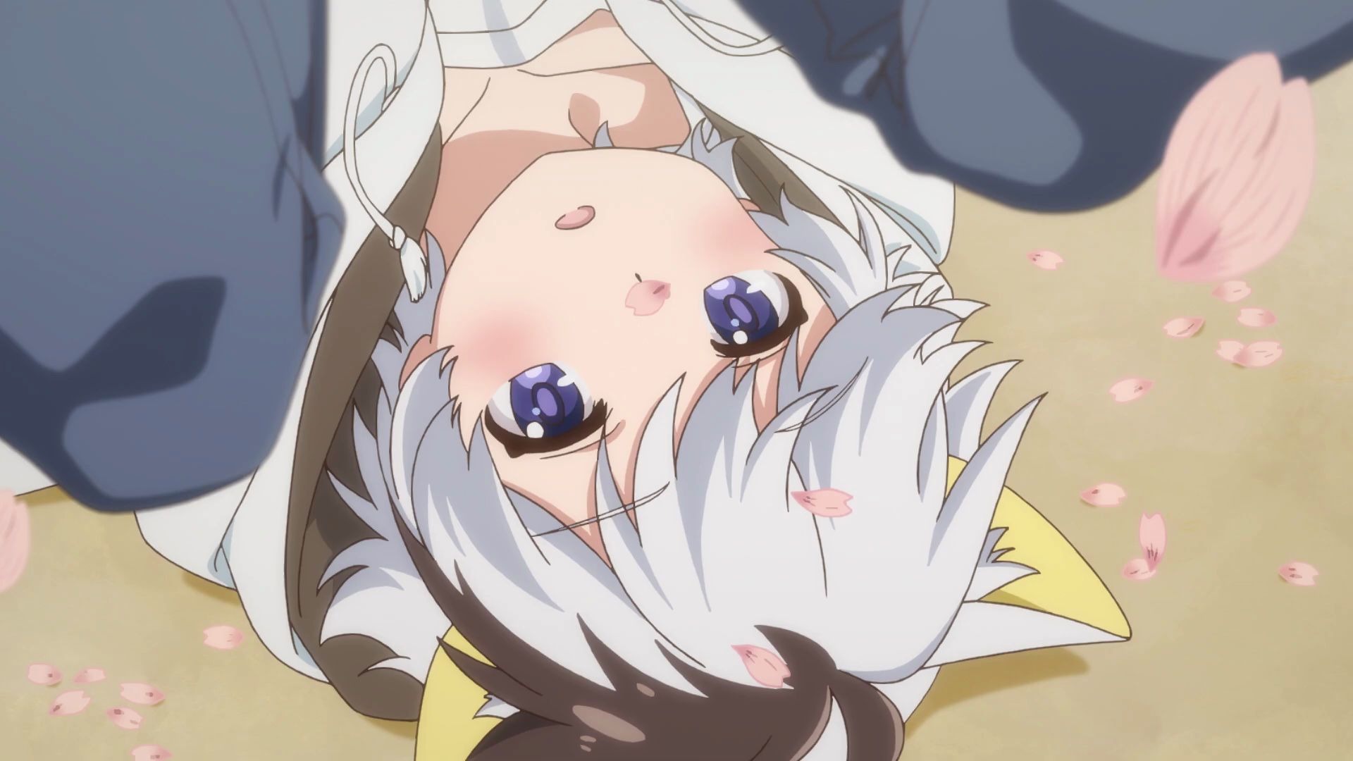 【1月】「家有圆圆」×「织田肉桂信长」特别联动映像_哔哩哔哩_bili