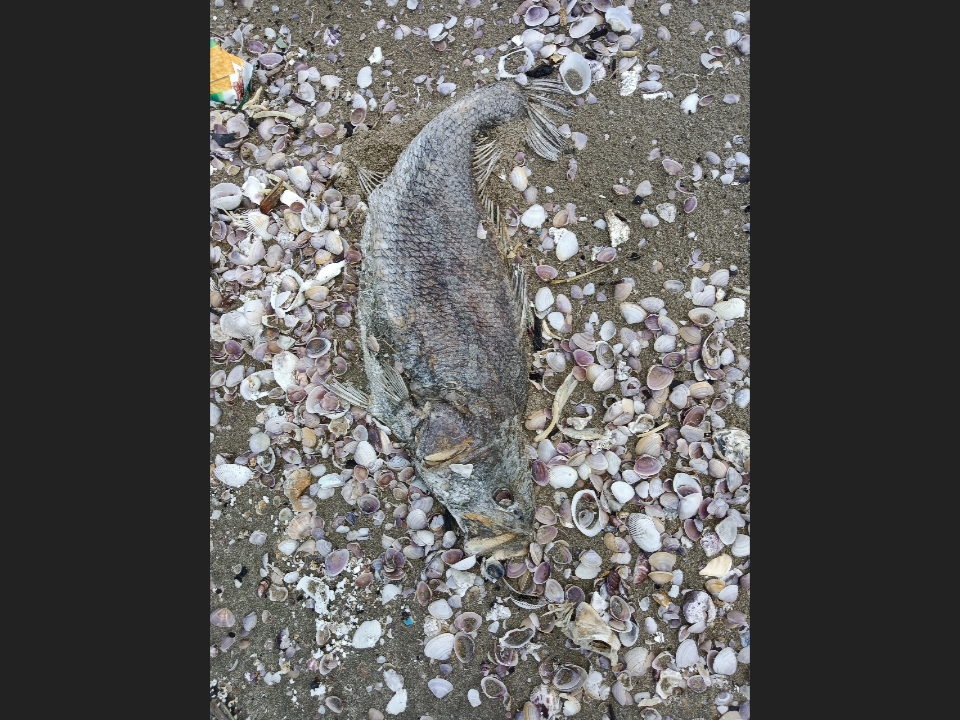 海滩海滩 被渴死的鱼