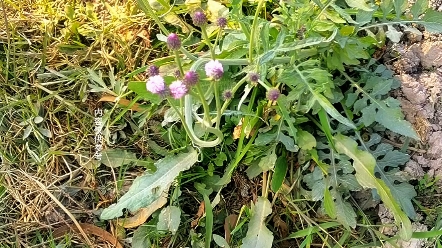 看叶子像中草药漏芦~又像白萝卜叶~花朵却又像中草药小蓟~不知道是哪一种中草药?拍给你们看看~哔哩哔哩bilibili