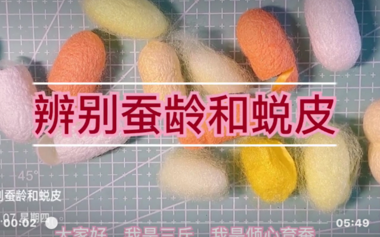 【倾心育蚕】辨别蚕龄和蜕皮哔哩哔哩bilibili