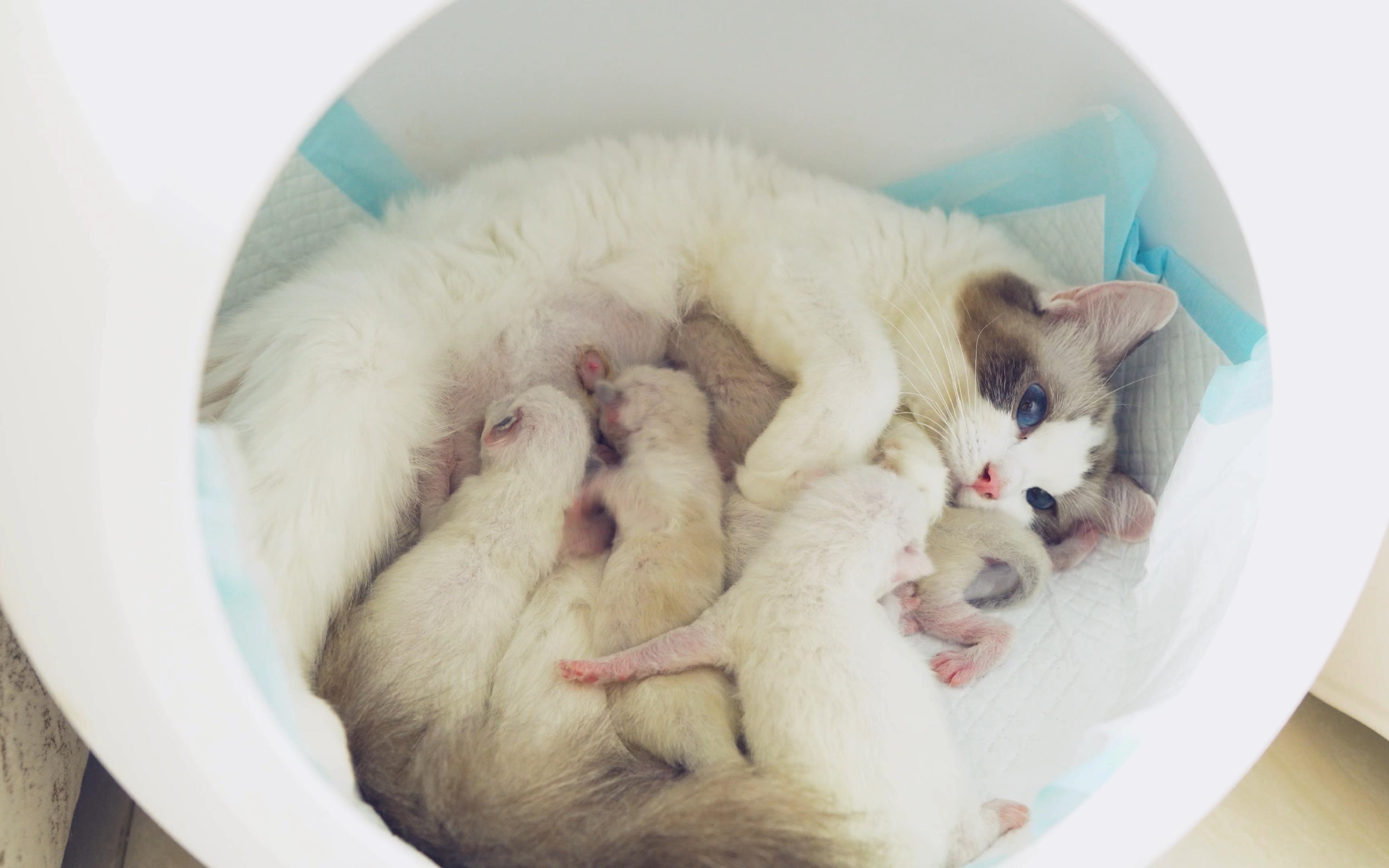 布偶猫人民币小时候长什么样呢小崽子们快喝奶奶啦