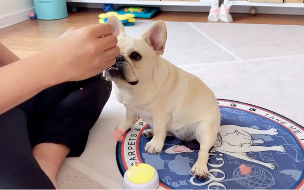 训练法斗:吃饭!爸爸我要吃饭