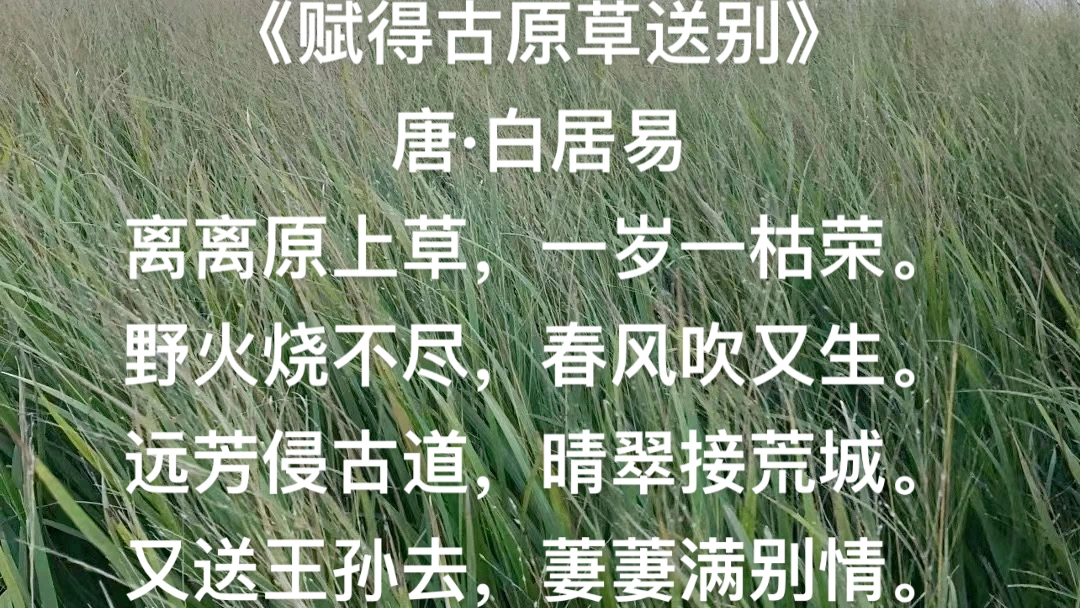 节气读诗|唐ⷧ™𝥱…易《赋得古原草送别》哔哩哔哩bilibili