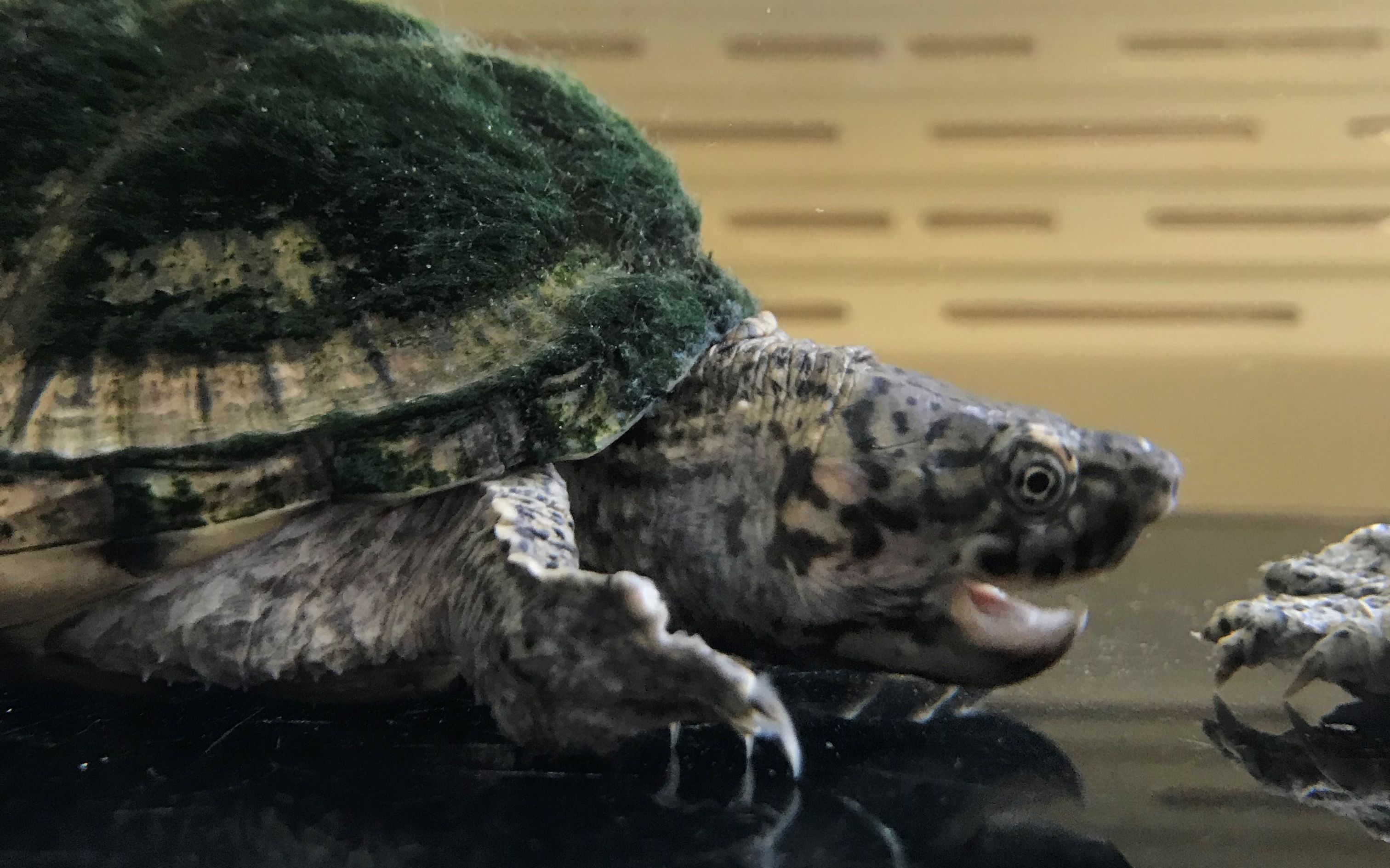 刀香龟fulfilledhypothesis