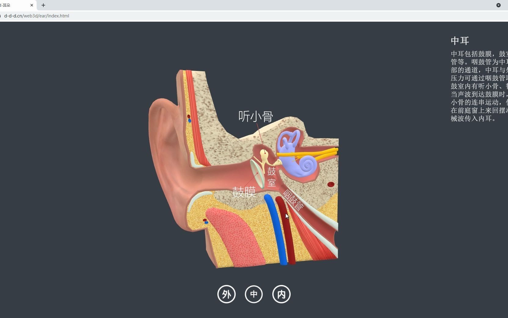 web3D做的人体结构三维图库耳朵哔哩哔哩bilibili