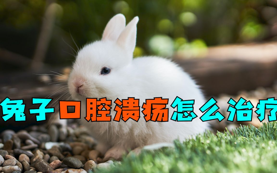 兔子口腔溃疡怎么治疗