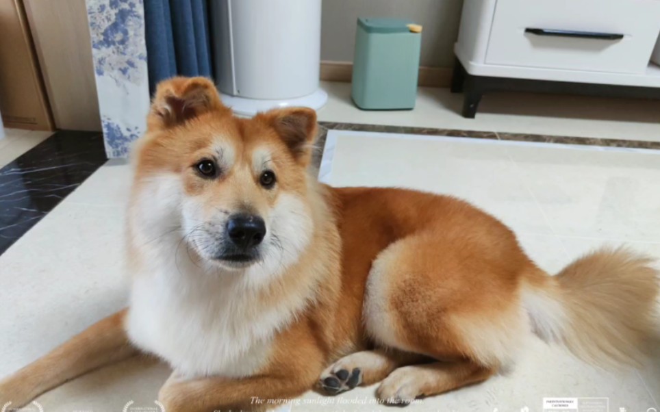小小woody长大啦~土松犬今日啃袜子营业